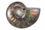 1 to 1 1/2" Flashy Red Iridescent Ammonite Fossil - Photo 2